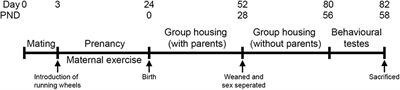 Effects of Maternal Voluntary Wheel Running During Pregnancy on Adult Hippocampal Neurogenesis, Temporal Order Memory, and Depression-Like Behavior in Adult Female and Male Offspring